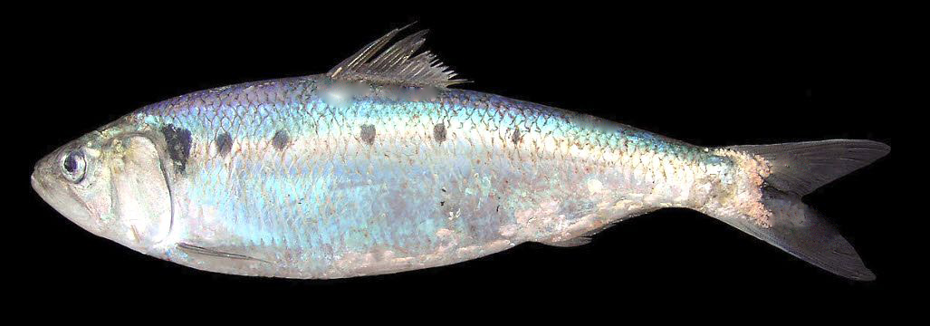 Alosa fallax_02.jpg